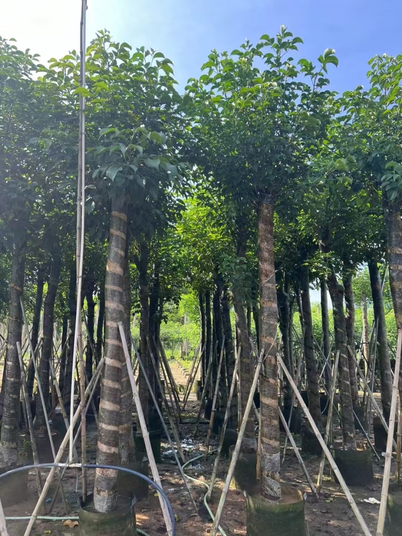 秋枫截杆，骨架苗大量现货供应