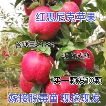 红思尼克苹果苗爱妃烟富八瑞雪鲁丽月香响富王林