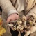 精品玄参芽投资少无风险易管理成活率高