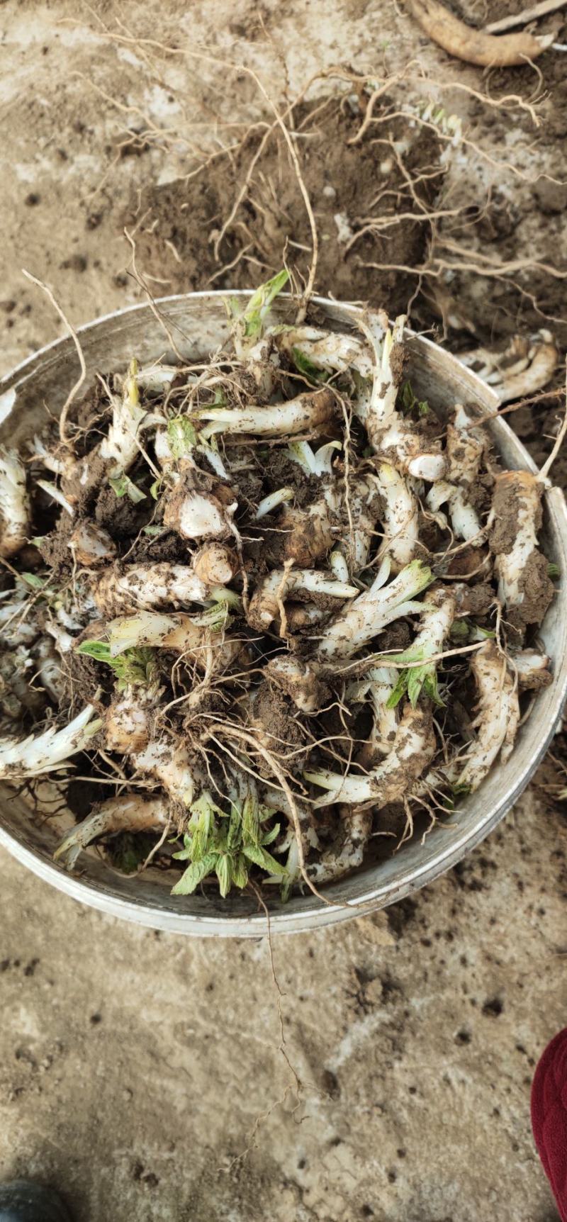 精品玄参芽投资少无风险易管理成活率高