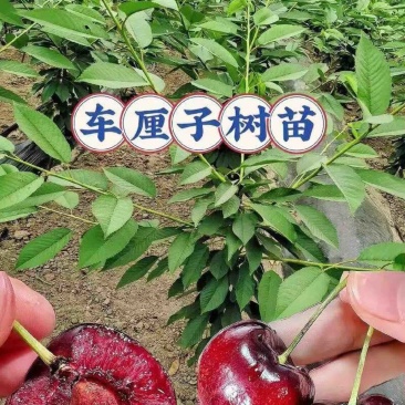 樱桃树10cm以下