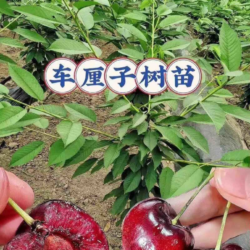 樱桃树10cm以下