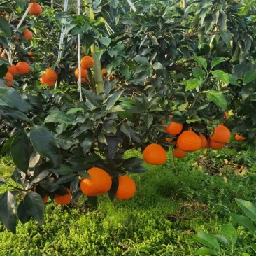 爱媛38果冻橙大量上市，一手货源，价格优惠