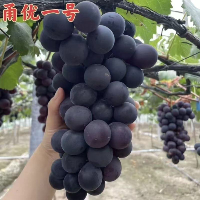 勇优一号葡萄苗