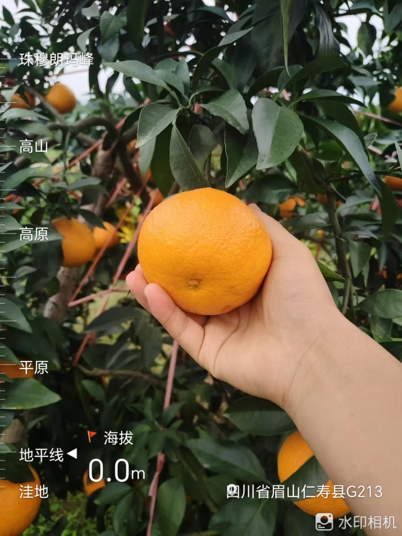 正宗四川眉山爱媛38号果冻橙接受价格定制，欢迎渠道对接，