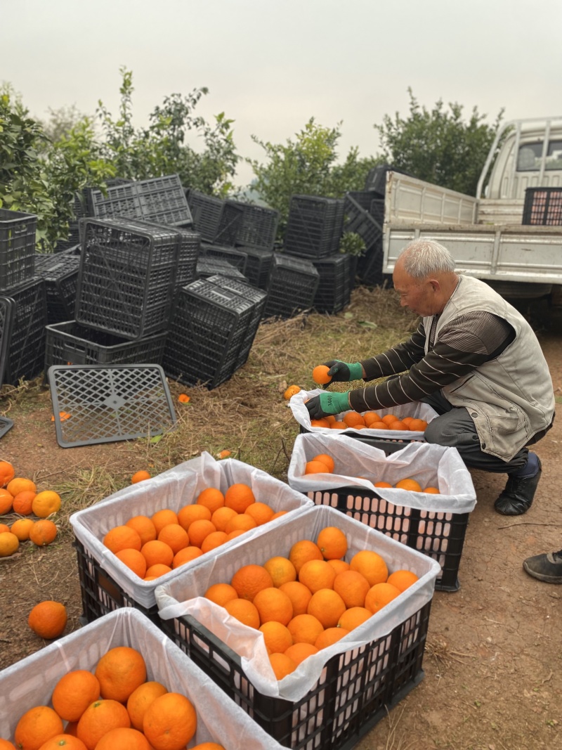 正宗四川眉山爱媛38号果冻橙接受价格定制，欢迎渠道对接，