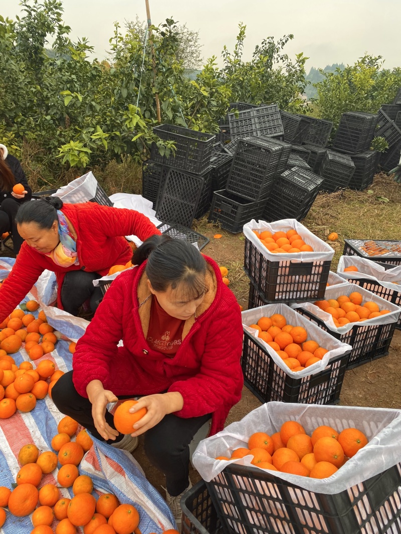 正宗四川眉山爱媛38号果冻橙接受价格定制，欢迎渠道对接，