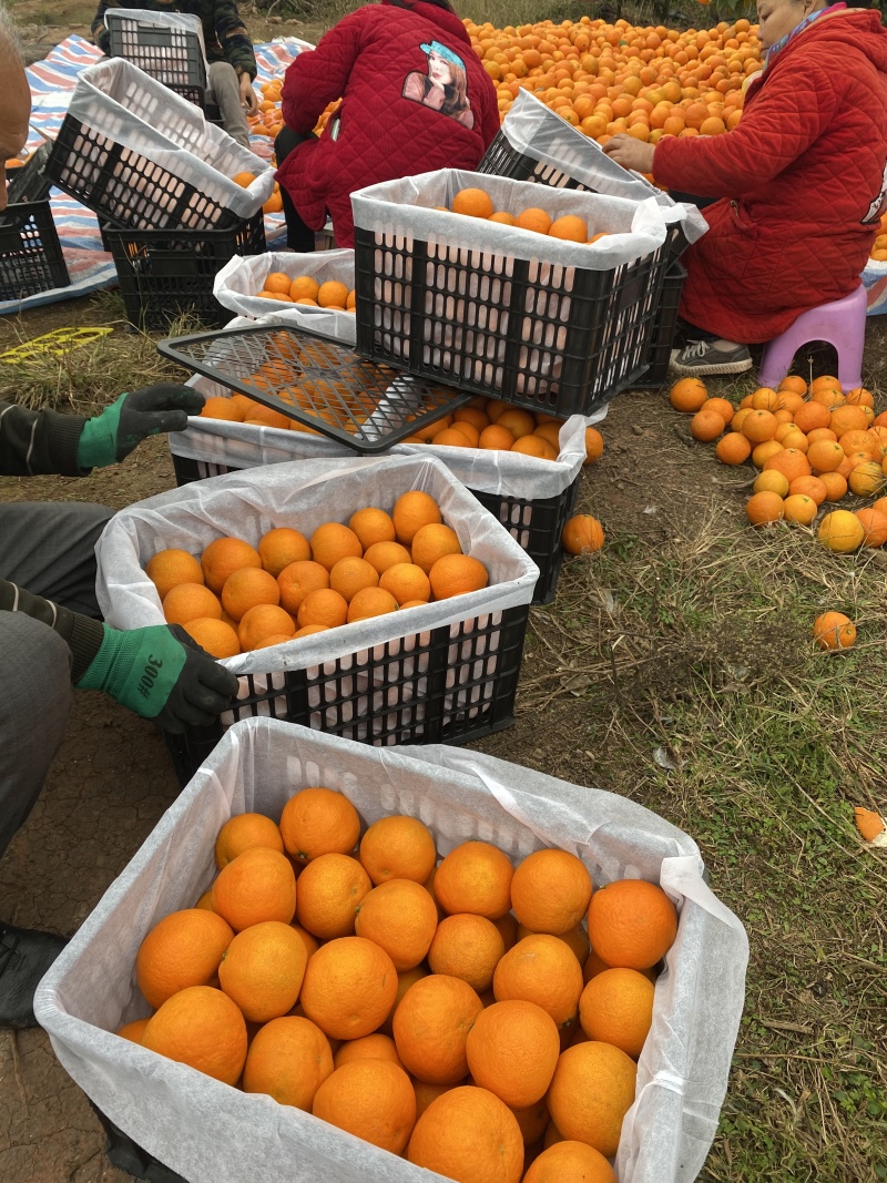 正宗四川眉山爱媛38号果冻橙接受价格定制，欢迎渠道对接，