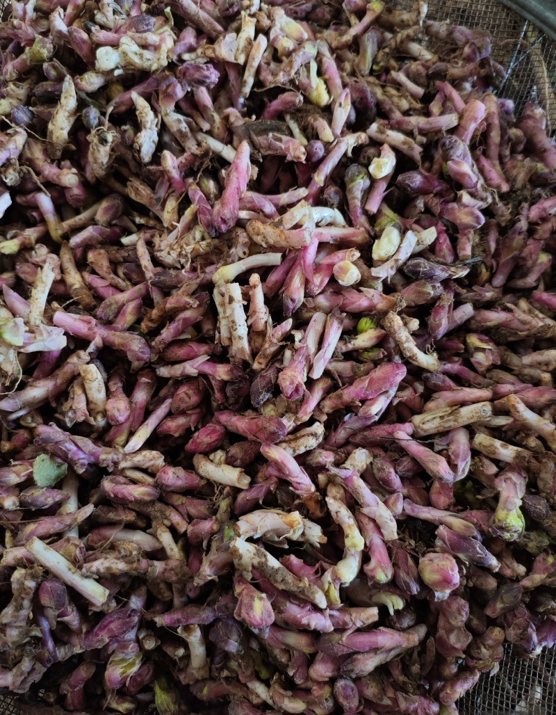 款冬花量大从优质量保证产地直发可视频看货量大从优