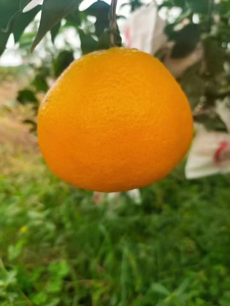 粑粑柑