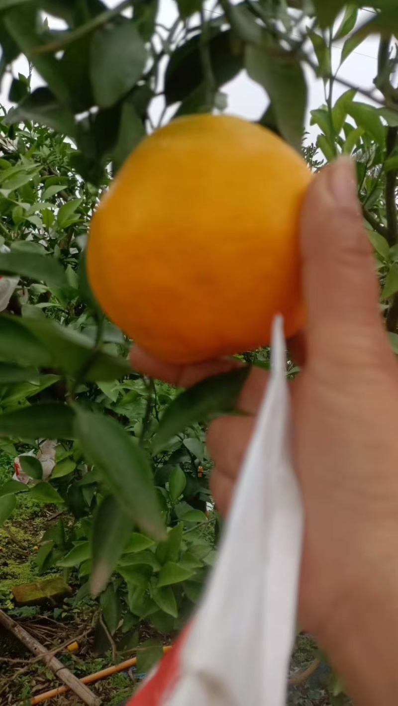 粑粑柑