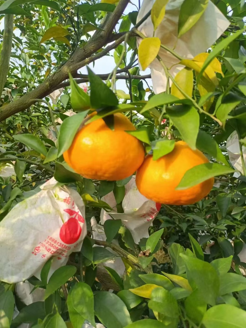 粑粑柑
