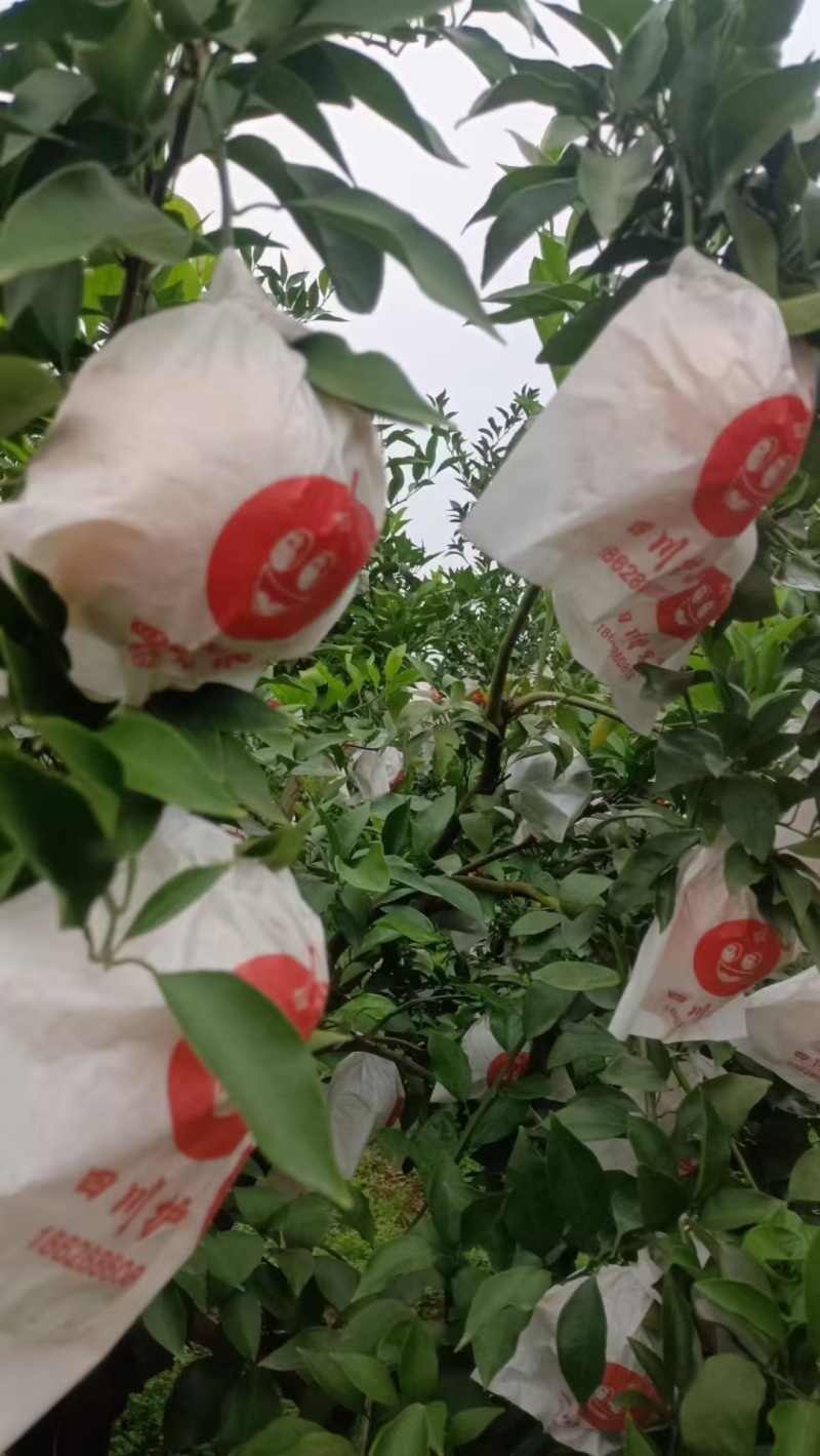粑粑柑