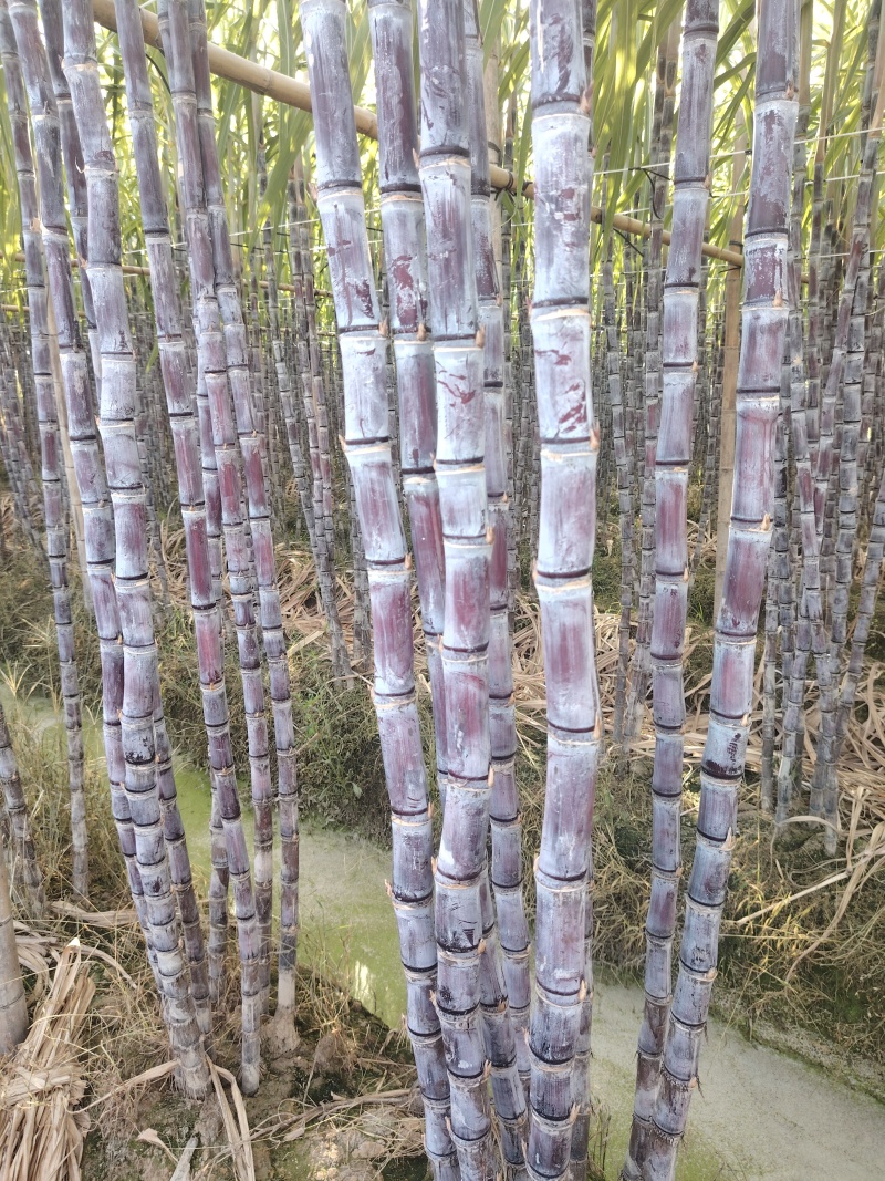 精品黑皮甘蔗，量大从优。