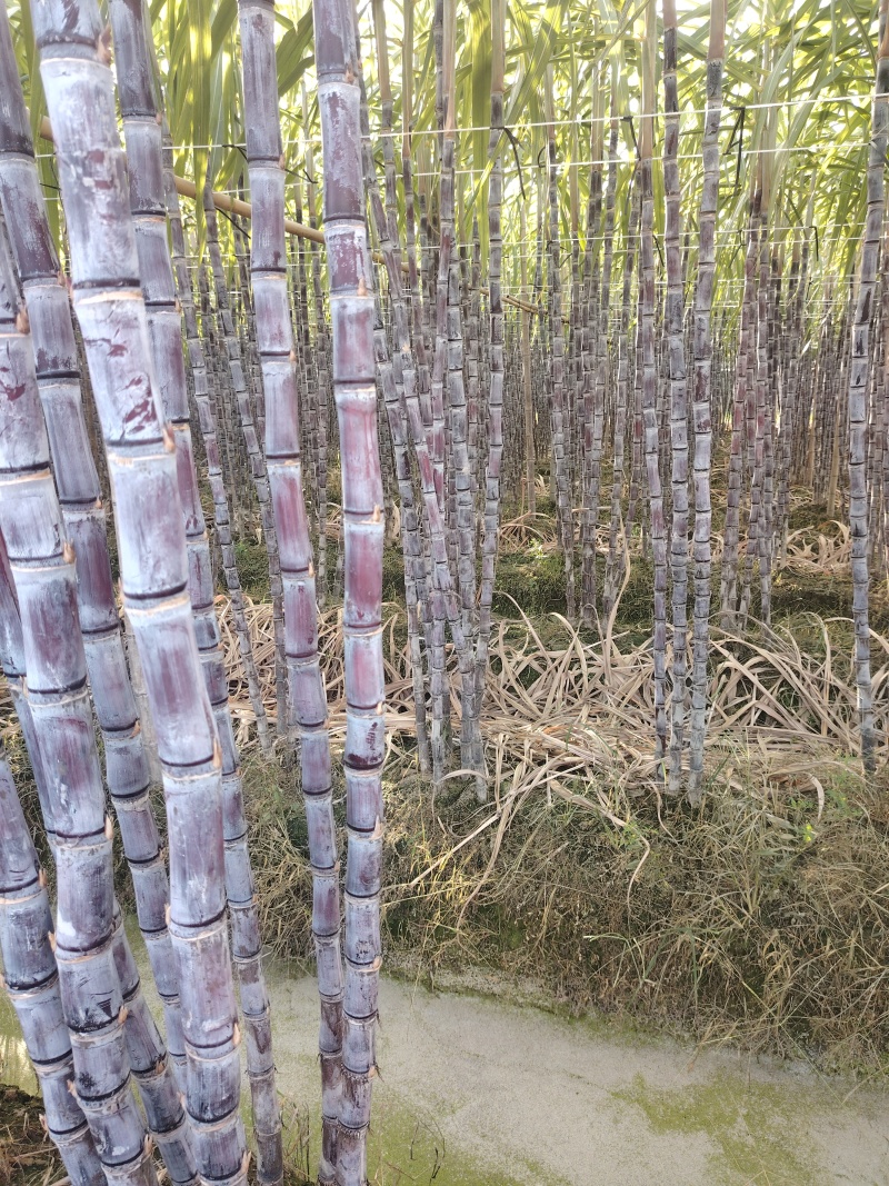 精品黑皮甘蔗，量大从优。