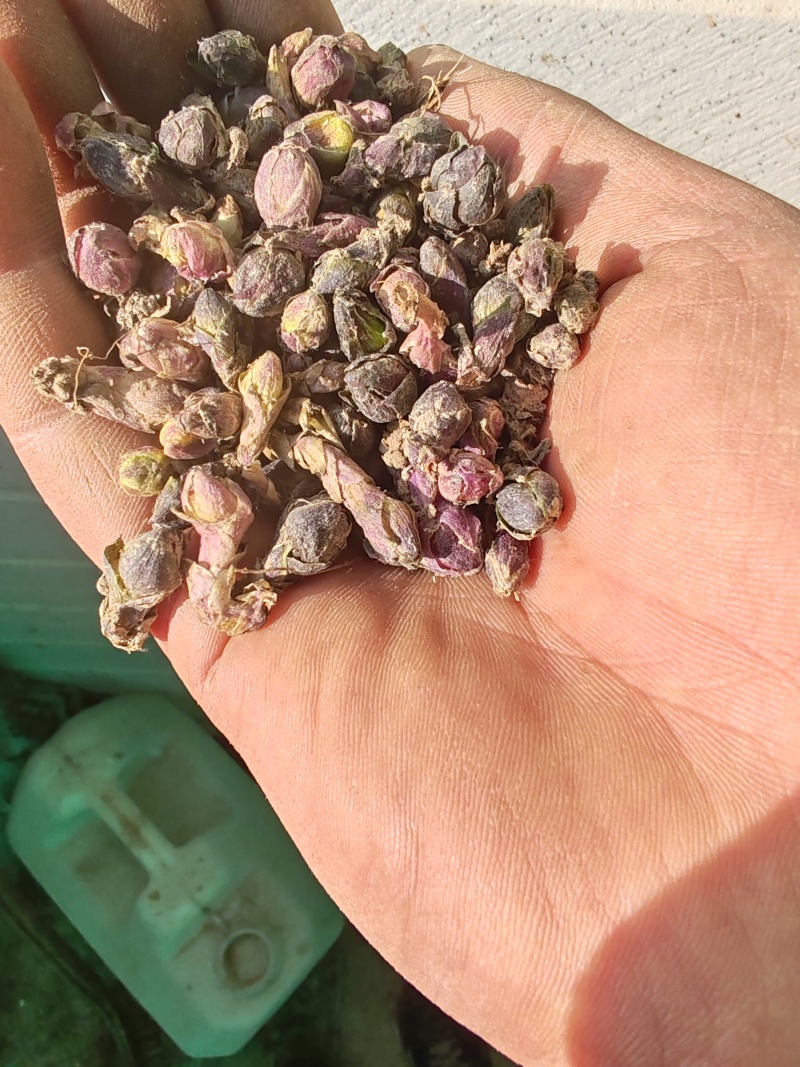 款冬花干货大量有货长期供应支持线上交易保障