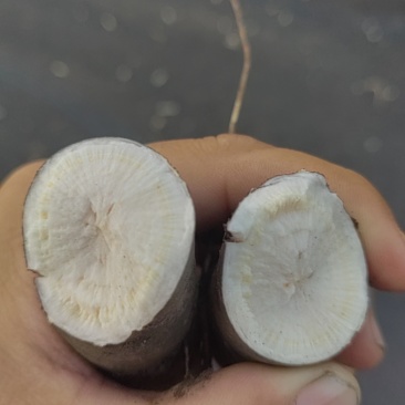 白芍，升麻，白鲜皮大量现货品种好