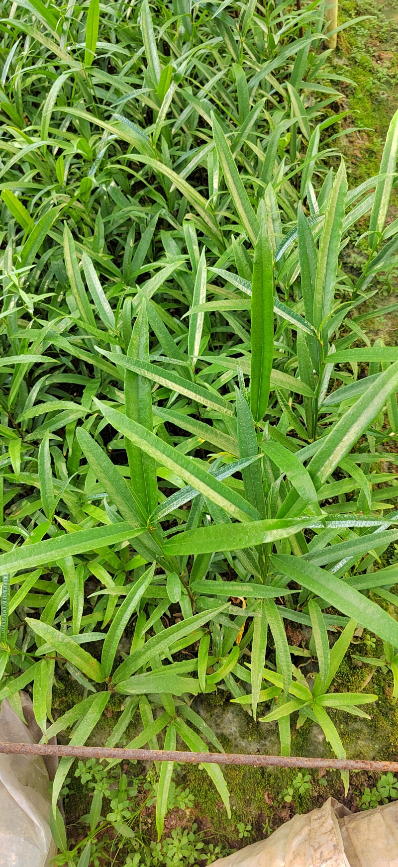 深山野生白花牛奶根味道香纯壹5扒零漆漆漆6爱山是