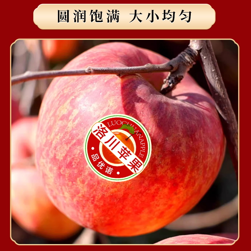 顺丰洛川苹果礼盒装高端员工福利一件代发甜脆多汁