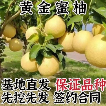 柚子树苗，黄金蜜柚树苗，基地直发保证品种，保证成活