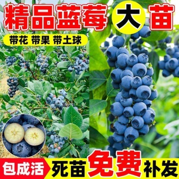 蓝莓树苗，蓝莓树苗品种齐全，保证质量，保证品种，保证成活