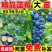 蓝莓树苗，蓝莓树苗品种齐全，保证质量，保证品种，保证成活