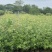 金丝楠木高度1.2～1.5～2米
