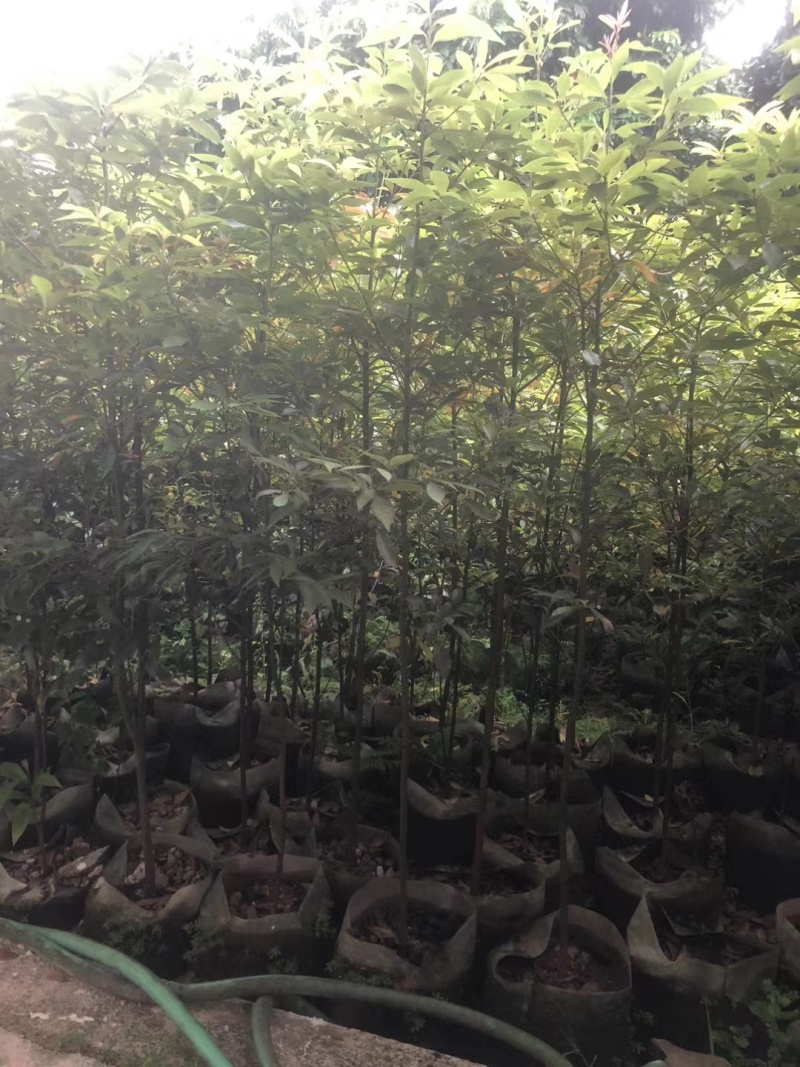 金丝楠木高度1.2～1.5～2米