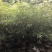 金丝楠木高度1.2～1.5～2米