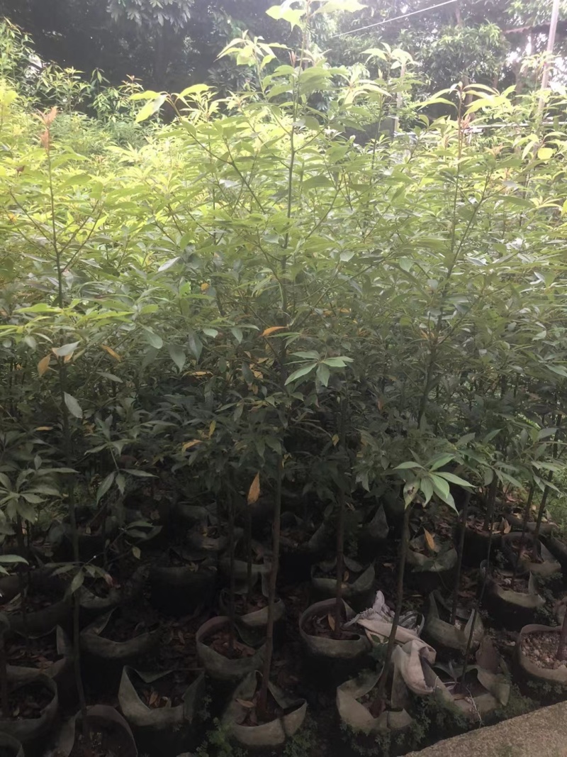 金丝楠木高度1.2～1.5～2米