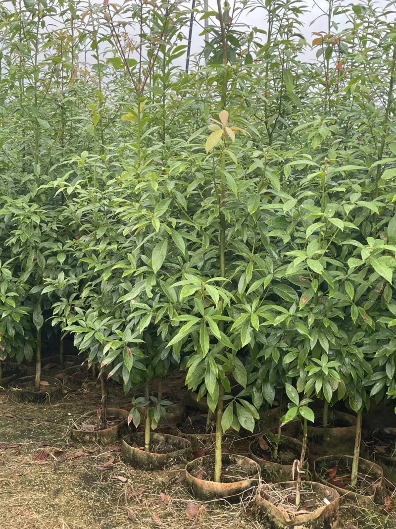 金丝楠木高度1.2～1.5～2米
