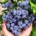 蓝莓树苗，蓝莓树苗品种齐全，保证质量，保证品种，保证成活