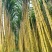 广西黄金甘蔗，节节长甜度好脆甜汁多，品质保证，诚信合作！