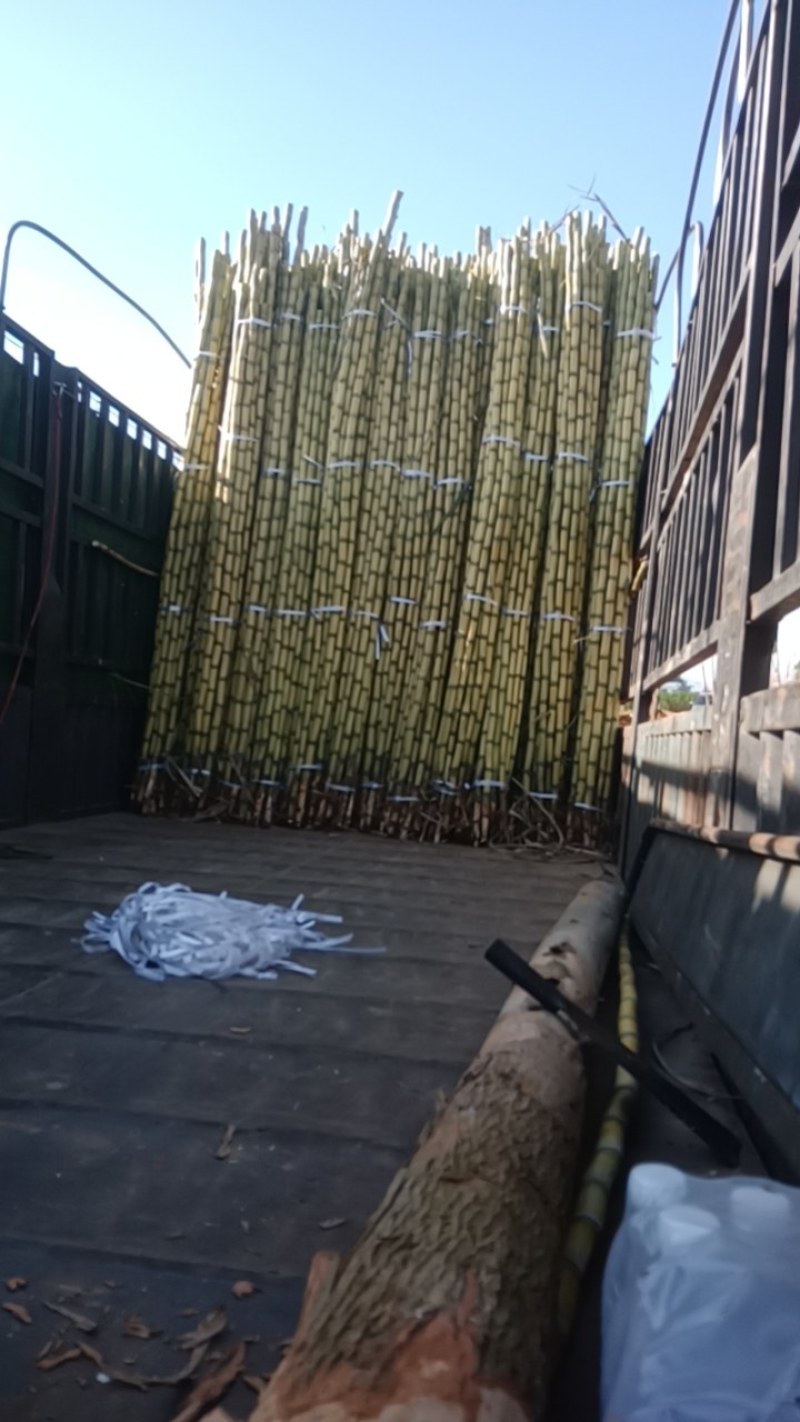 广西黄金甘蔗，节节长甜度好脆甜汁多，品质保证，诚信合作！