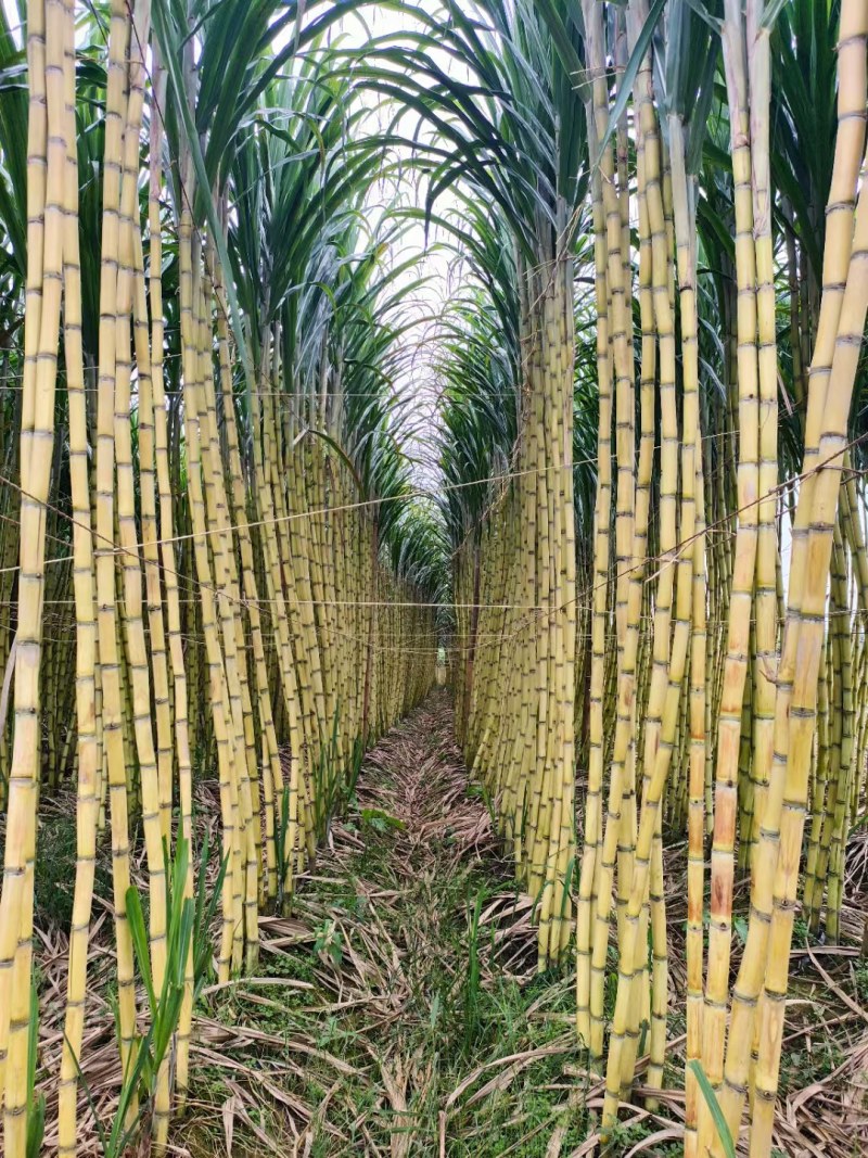 广西黄金甘蔗，节节长甜度好脆甜汁多，品质保证，诚信合作！