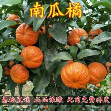 柑桔树苗，南瓜柑桔树苗，基地直发，假一赔十，包成活对版