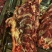 精品牛肉厂家直发品质保障对接全国市场等量大优惠