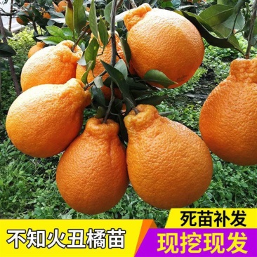 丑橘树苗丑桔苗树苗正宗不知火树苗嫁接柑桔苗包成活包品种