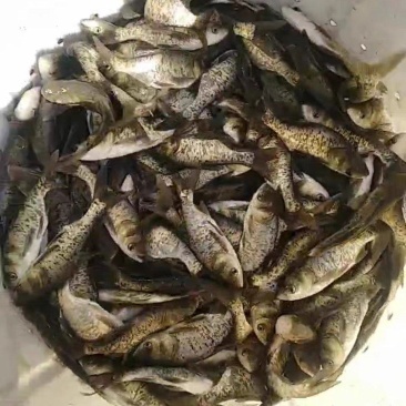 花鲢鳙鱼苗