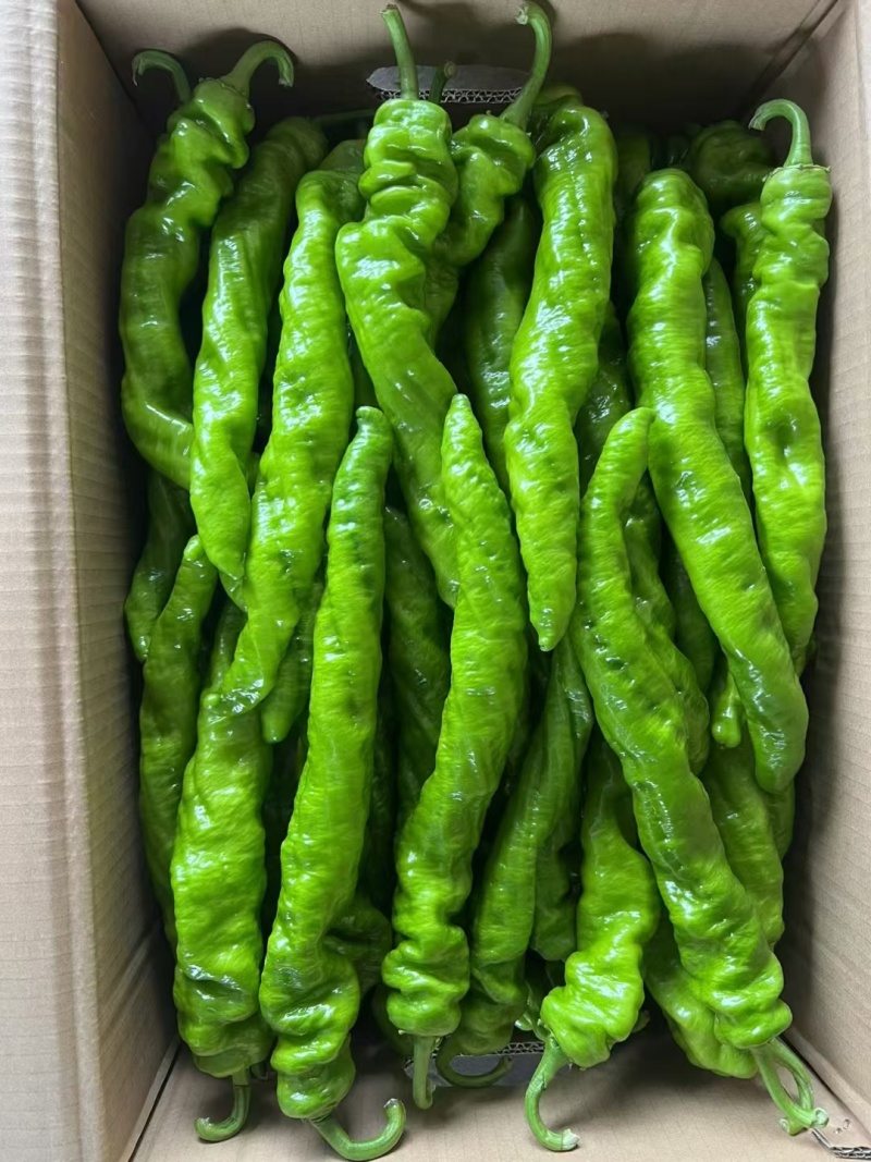 （螺丝椒)福建精品优质辣椒，价低，量大，保质，多年自营！