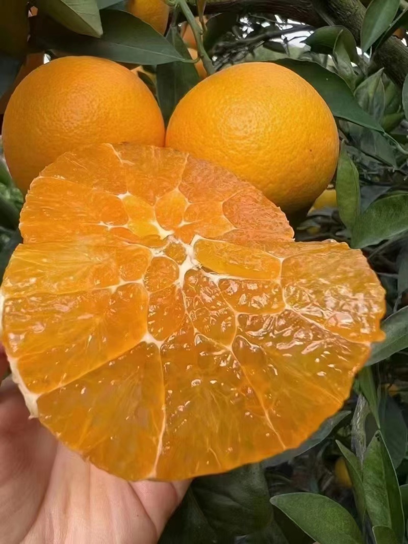湖北秭归九月红果冻橙皮薄多汁口感甜货源充足对接电商市场