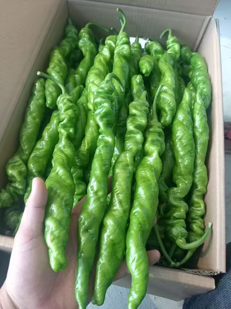 （螺丝椒)福建精品优质辣椒，价低，量大，保质，多年自营！