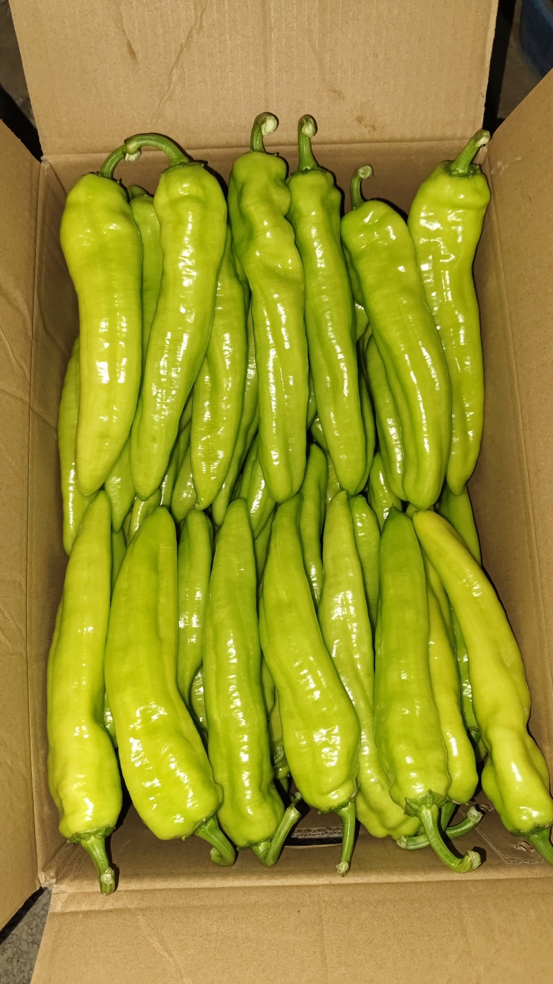 (黄皮椒)福建精品优质辣椒，价低，量大，保质，多年自营！