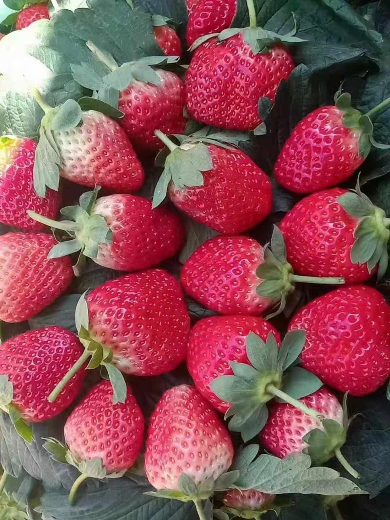 草莓