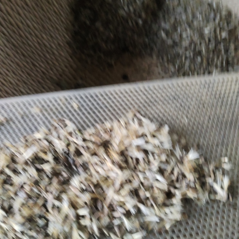 白术二年改良籽保质保量供货批发零售对接全国