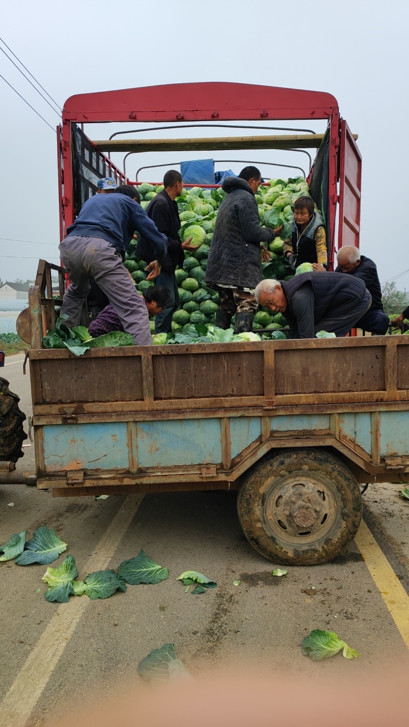 河南扁包菜奥奇那大量上市，超低价走车，可供电商和市场