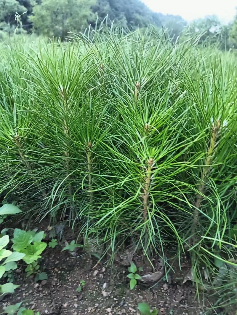【松树苗】油松苗白皮松杯苗油松营养袋苗全国发货