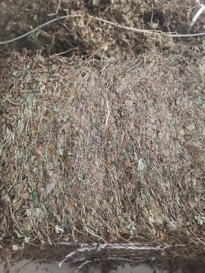 药用鱼腥草叶子