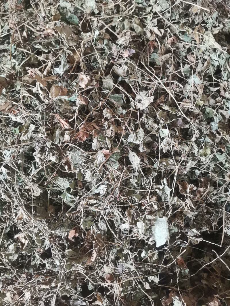 药用鱼腥草叶子