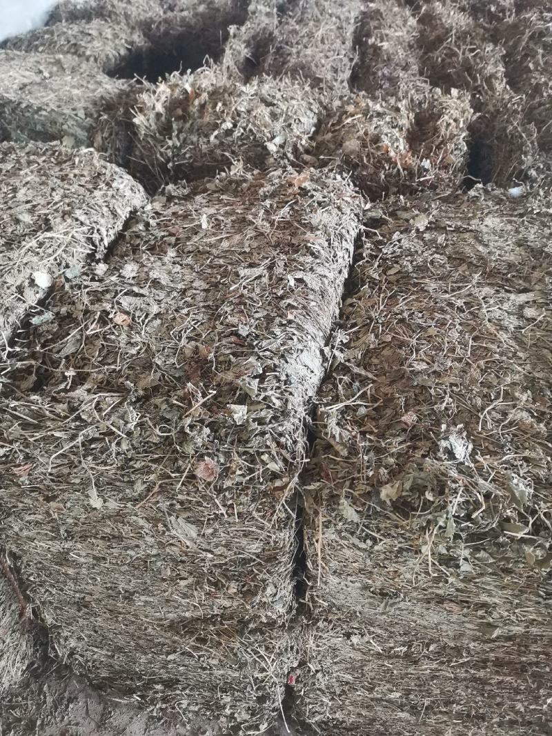 药用鱼腥草叶子